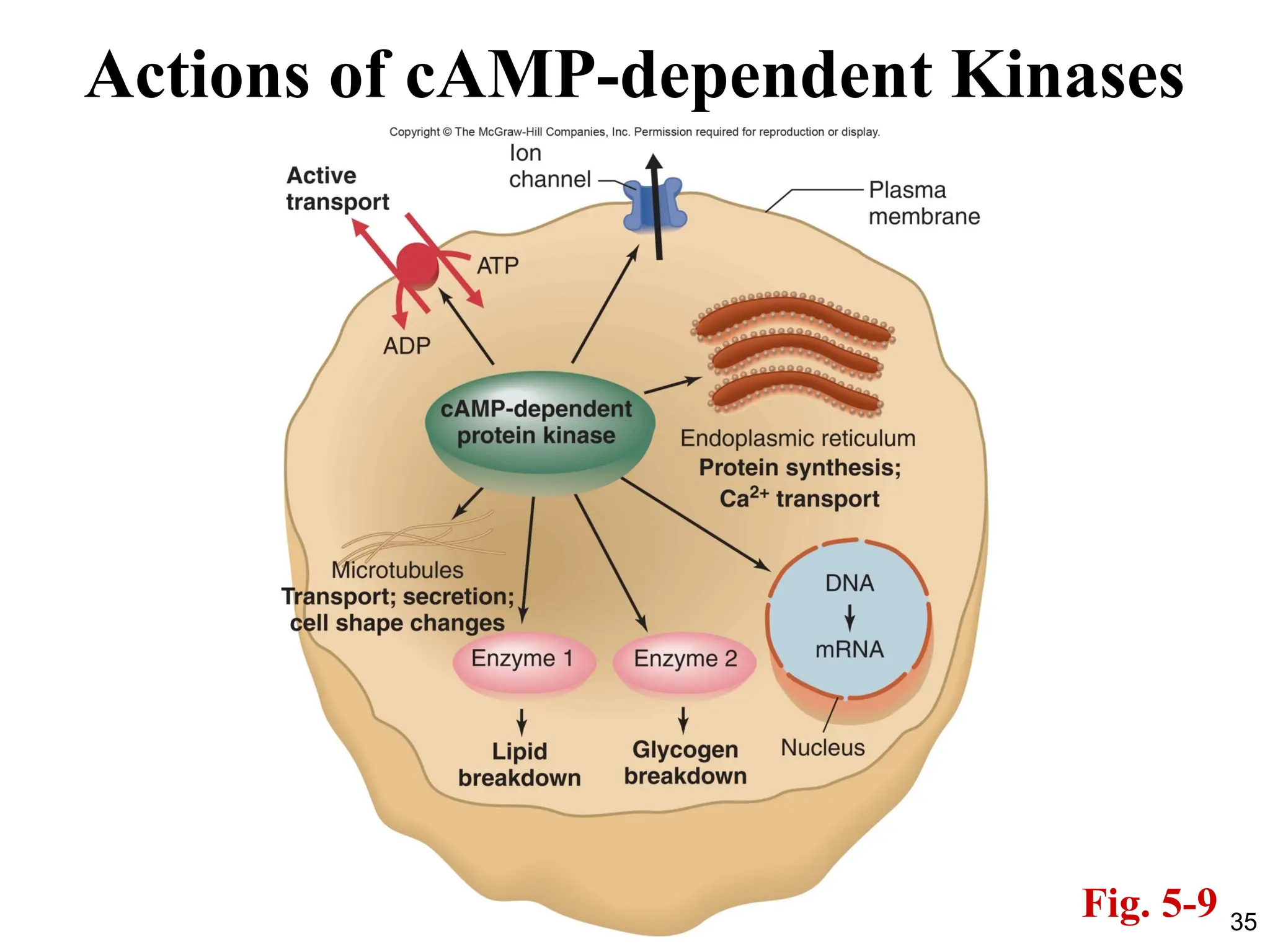 35
Fig. 5-9
Actions of cAMP-dependent Kinases
 