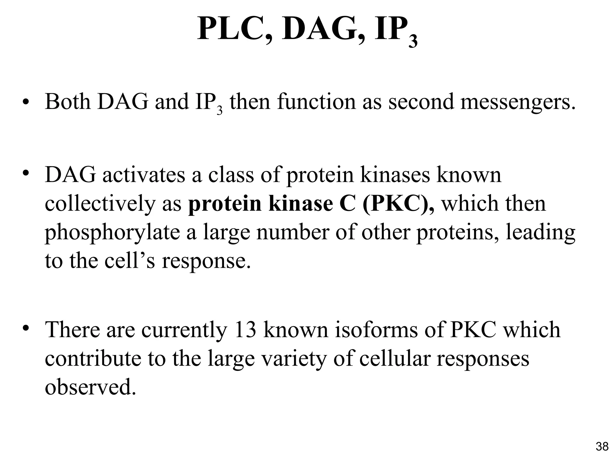 38
PLC, DAG, IP3
• Both DAG and IP3 then function as second messengers.
• DAG activates a class of protein kinases known
collectively as protein kinase C (PKC), which then
phosphorylate a large number of other proteins, leading
to the cell’s response.
• There are currently 13 known isoforms of PKC which
contribute to the large variety of cellular responses
observed.
 