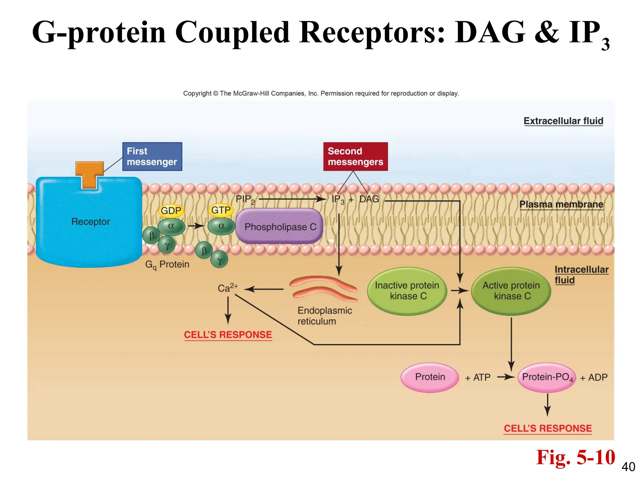 40
G-protein Coupled Receptors: DAG & IP3
Fig. 5-10
 