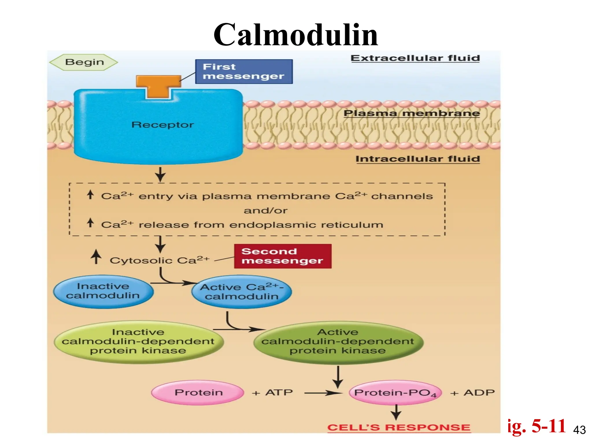 43
Calmodulin
Fig. 5-11
 