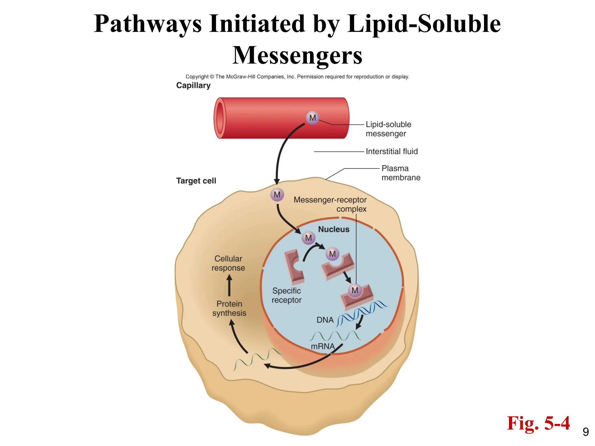 9
Pathways Initiated by Lipid-Soluble
Messengers
Fig. 5-4
 