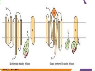 Signal transduction and hormone receptor complex | PPTX