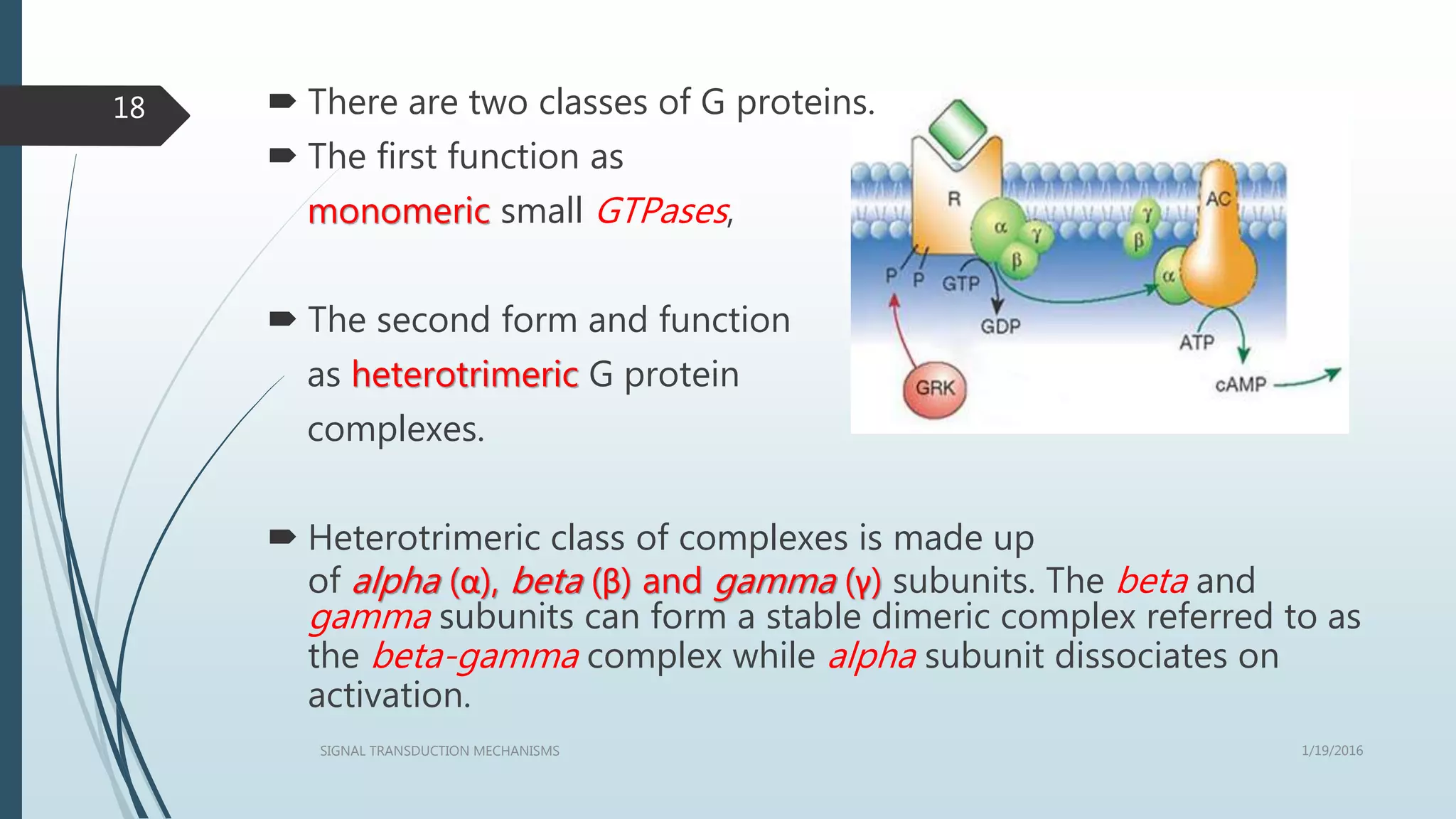  There are two classes of G proteins.
 The first function as
monomeric small GTPases,
 The second form and function
as heterotrimeric G protein
complexes.
 Heterotrimeric class of complexes is made up
of alpha (α), beta (β) and gamma (γ) subunits. The beta and
gamma subunits can form a stable dimeric complex referred to as
the beta-gamma complex while alpha subunit dissociates on
activation.
1/19/2016SIGNAL TRANSDUCTION MECHANISMS
18
 