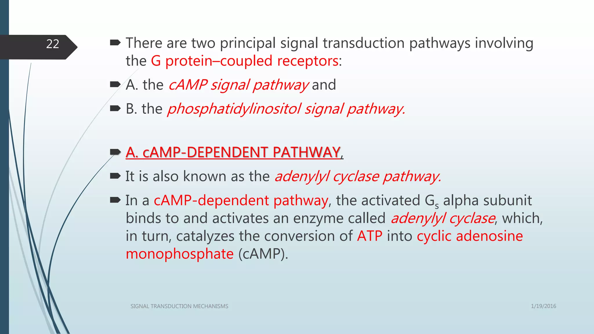  There are two principal signal transduction pathways involving
the G protein–coupled receptors:
 A. the cAMP signal pathway and
 B. the phosphatidylinositol signal pathway.
 A. cAMP-DEPENDENT PATHWAY,
 It is also known as the adenylyl cyclase pathway.
 In a cAMP-dependent pathway, the activated Gs alpha subunit
binds to and activates an enzyme called adenylyl cyclase, which,
in turn, catalyzes the conversion of ATP into cyclic adenosine
monophosphate (cAMP).
1/19/2016SIGNAL TRANSDUCTION MECHANISMS
22
 