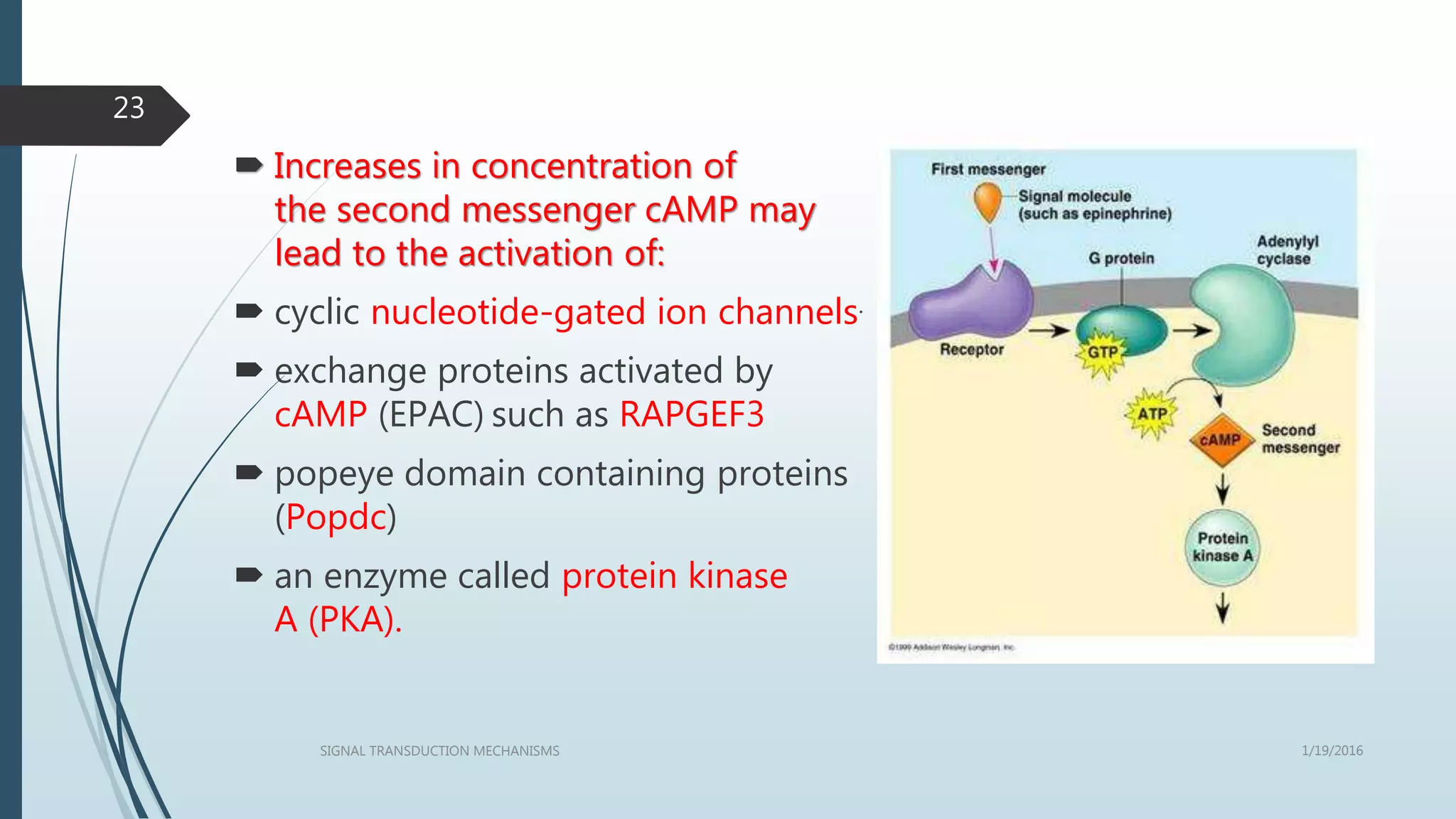 1/19/2016SIGNAL TRANSDUCTION MECHANISMS
23
 Increases in concentration of
the second messenger cAMP may
lead to the activation of:
 cyclic nucleotide-gated ion channels.
 exchange proteins activated by
cAMP (EPAC) such as RAPGEF3
 popeye domain containing proteins
(Popdc)
 an enzyme called protein kinase
A (PKA).
 