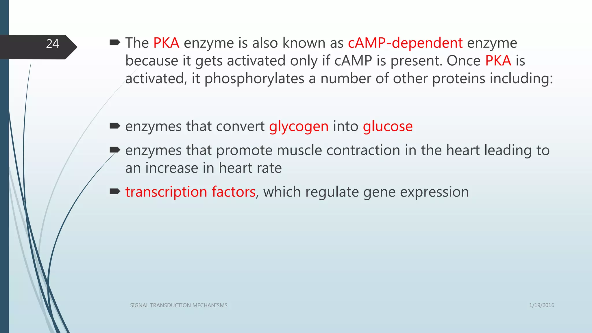  The PKA enzyme is also known as cAMP-dependent enzyme
because it gets activated only if cAMP is present. Once PKA is
activated, it phosphorylates a number of other proteins including:
 enzymes that convert glycogen into glucose
 enzymes that promote muscle contraction in the heart leading to
an increase in heart rate
 transcription factors, which regulate gene expression
1/19/2016SIGNAL TRANSDUCTION MECHANISMS
24
 