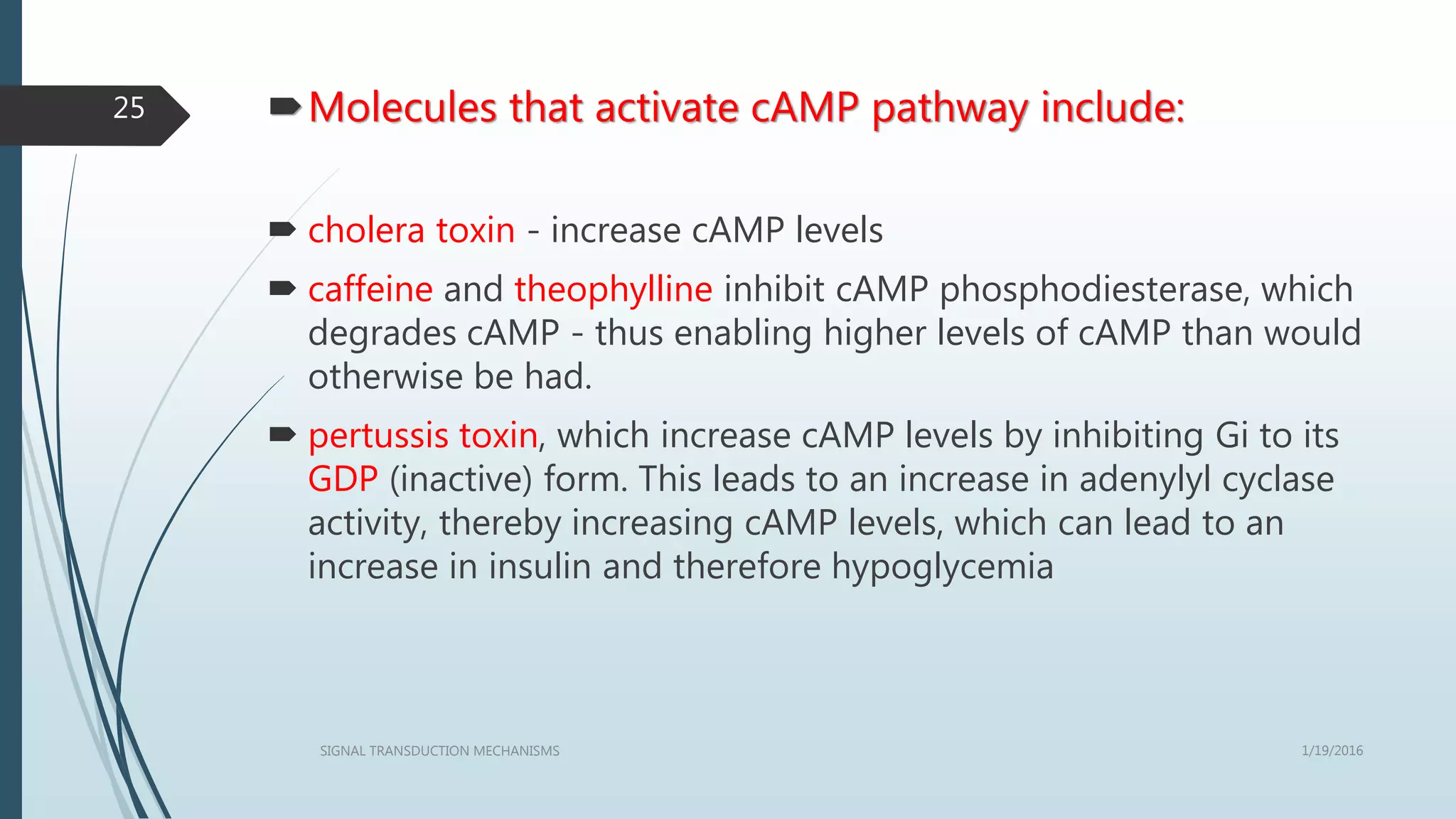 Molecules that activate cAMP pathway include:
 cholera toxin - increase cAMP levels
 caffeine and theophylline inhibit cAMP phosphodiesterase, which
degrades cAMP - thus enabling higher levels of cAMP than would
otherwise be had.
 pertussis toxin, which increase cAMP levels by inhibiting Gi to its
GDP (inactive) form. This leads to an increase in adenylyl cyclase
activity, thereby increasing cAMP levels, which can lead to an
increase in insulin and therefore hypoglycemia
1/19/2016SIGNAL TRANSDUCTION MECHANISMS
25
 
