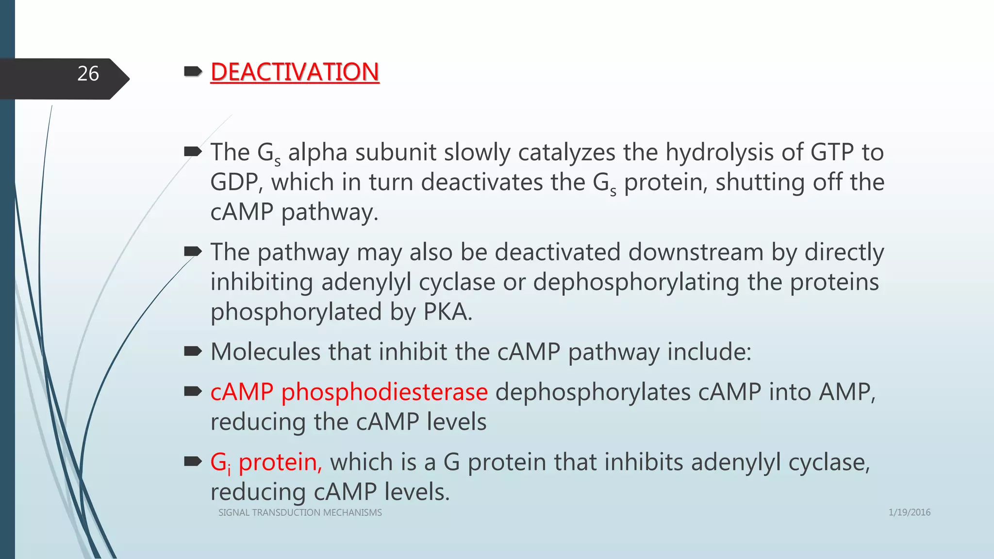  DEACTIVATION
 The Gs alpha subunit slowly catalyzes the hydrolysis of GTP to
GDP, which in turn deactivates the Gs protein, shutting off the
cAMP pathway.
 The pathway may also be deactivated downstream by directly
inhibiting adenylyl cyclase or dephosphorylating the proteins
phosphorylated by PKA.
 Molecules that inhibit the cAMP pathway include:
 cAMP phosphodiesterase dephosphorylates cAMP into AMP,
reducing the cAMP levels
 Gi protein, which is a G protein that inhibits adenylyl cyclase,
reducing cAMP levels.
1/19/2016SIGNAL TRANSDUCTION MECHANISMS
26
 