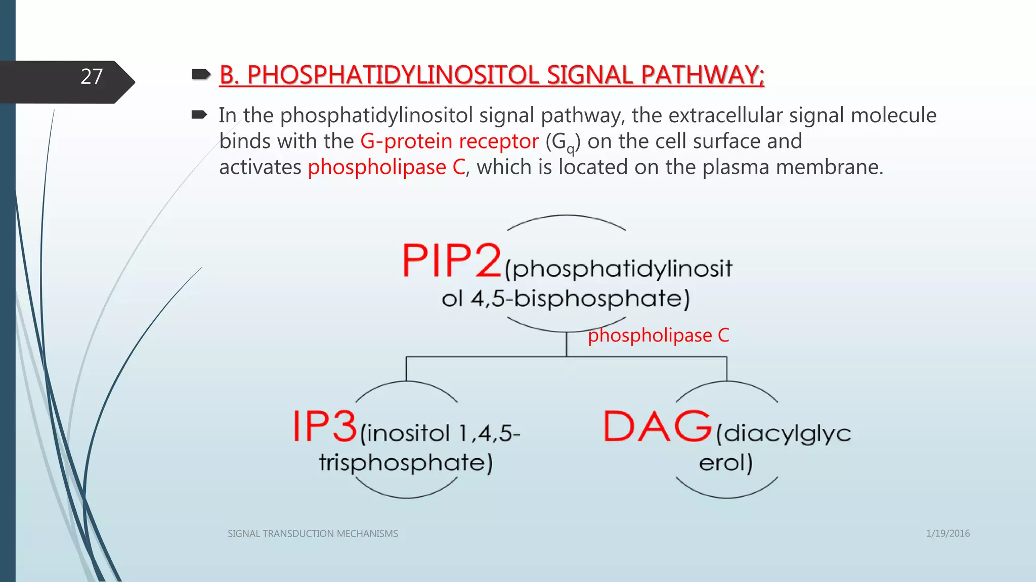  B. PHOSPHATIDYLINOSITOL SIGNAL PATHWAY;
 In the phosphatidylinositol signal pathway, the extracellular signal molecule
binds with the G-protein receptor (Gq) on the cell surface and
activates phospholipase C, which is located on the plasma membrane.
1/19/2016SIGNAL TRANSDUCTION MECHANISMS
27
phospholipase C
 