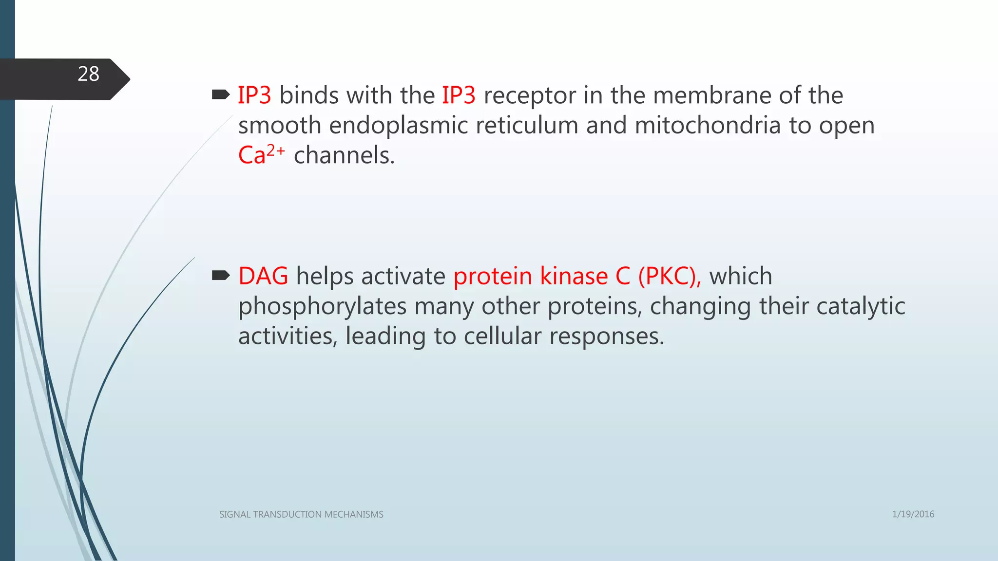 1/19/2016SIGNAL TRANSDUCTION MECHANISMS
28
 IP3 binds with the IP3 receptor in the membrane of the
smooth endoplasmic reticulum and mitochondria to open
Ca2+ channels.
 DAG helps activate protein kinase C (PKC), which
phosphorylates many other proteins, changing their catalytic
activities, leading to cellular responses.
 