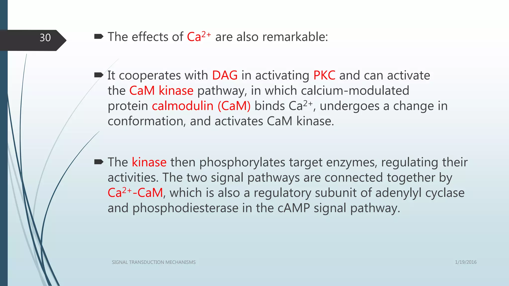  The effects of Ca2+ are also remarkable:
 It cooperates with DAG in activating PKC and can activate
the CaM kinase pathway, in which calcium-modulated
protein calmodulin (CaM) binds Ca2+, undergoes a change in
conformation, and activates CaM kinase.
 The kinase then phosphorylates target enzymes, regulating their
activities. The two signal pathways are connected together by
Ca2+-CaM, which is also a regulatory subunit of adenylyl cyclase
and phosphodiesterase in the cAMP signal pathway.
1/19/2016SIGNAL TRANSDUCTION MECHANISMS
30
 