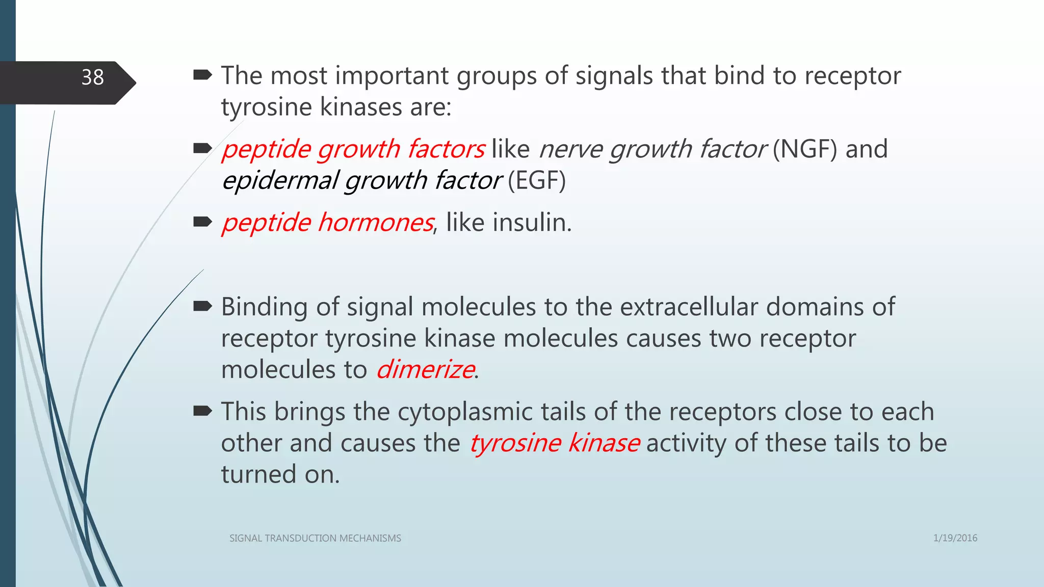  The most important groups of signals that bind to receptor
tyrosine kinases are:
 peptide growth factors like nerve growth factor (NGF) and
epidermal growth factor (EGF)
 peptide hormones, like insulin.
 Binding of signal molecules to the extracellular domains of
receptor tyrosine kinase molecules causes two receptor
molecules to dimerize.
 This brings the cytoplasmic tails of the receptors close to each
other and causes the tyrosine kinase activity of these tails to be
turned on.
1/19/2016SIGNAL TRANSDUCTION MECHANISMS
38
 