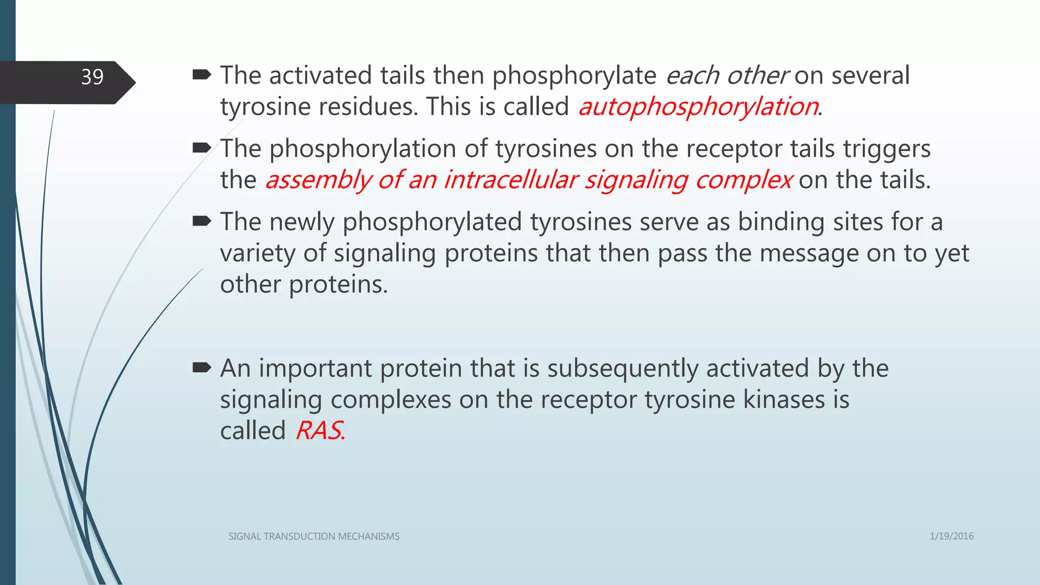  The activated tails then phosphorylate each other on several
tyrosine residues. This is called autophosphorylation.
 The phosphorylation of tyrosines on the receptor tails triggers
the assembly of an intracellular signaling complex on the tails.
 The newly phosphorylated tyrosines serve as binding sites for a
variety of signaling proteins that then pass the message on to yet
other proteins.
 An important protein that is subsequently activated by the
signaling complexes on the receptor tyrosine kinases is
called RAS.
1/19/2016SIGNAL TRANSDUCTION MECHANISMS
39
 