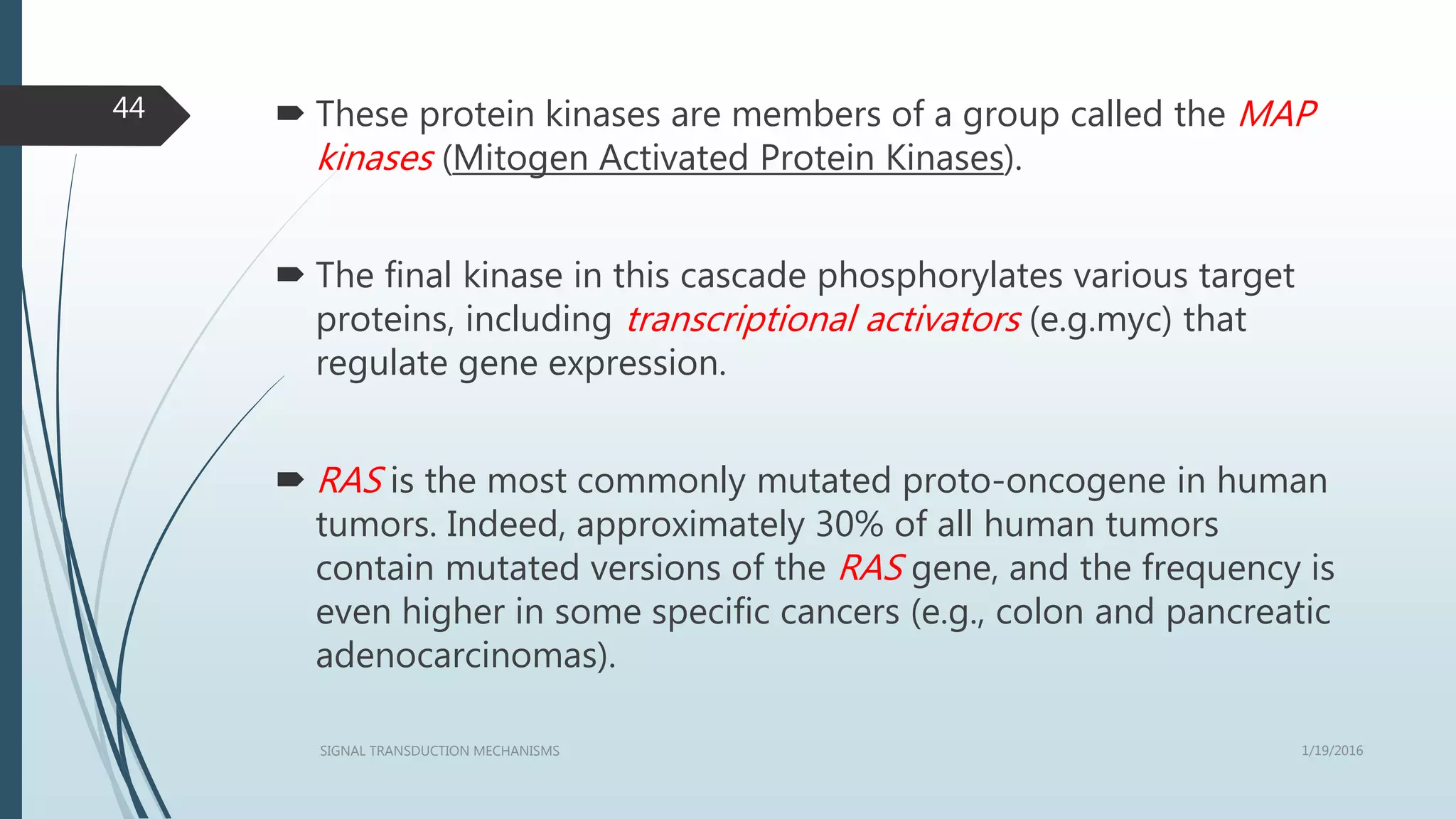  These protein kinases are members of a group called the MAP
kinases (Mitogen Activated Protein Kinases).
 The final kinase in this cascade phosphorylates various target
proteins, including transcriptional activators (e.g.myc) that
regulate gene expression.
 RAS is the most commonly mutated proto-oncogene in human
tumors. Indeed, approximately 30% of all human tumors
contain mutated versions of the RAS gene, and the frequency is
even higher in some specific cancers (e.g., colon and pancreatic
adenocarcinomas).
1/19/2016SIGNAL TRANSDUCTION MECHANISMS
44
 