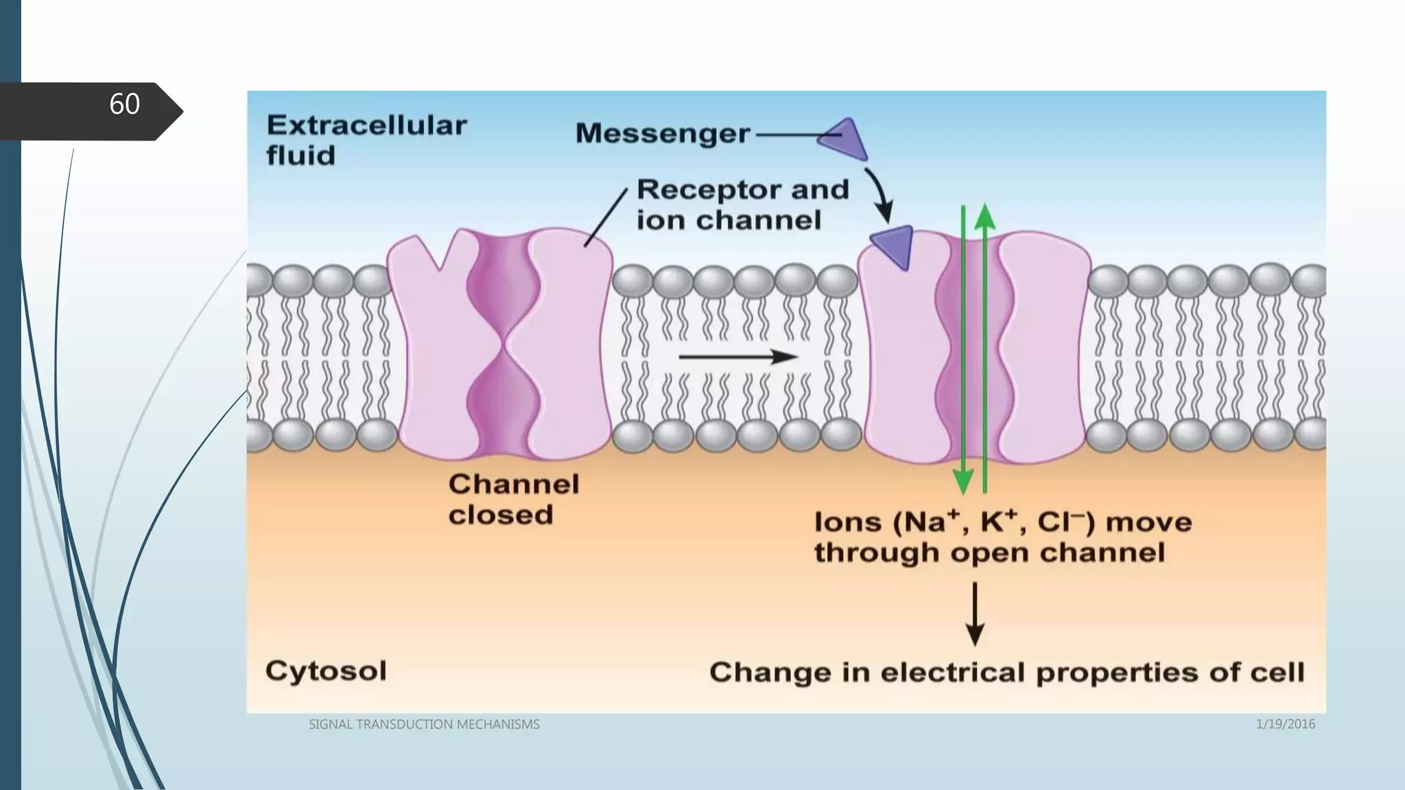 1/19/2016SIGNAL TRANSDUCTION MECHANISMS
60
 