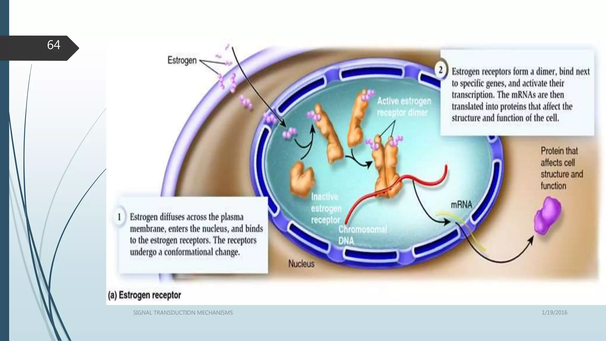 1/19/2016SIGNAL TRANSDUCTION MECHANISMS
64
 