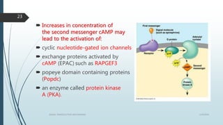 1/19/2016SIGNAL TRANSDUCTION MECHANISMS
23
 Increases in concentration of
the second messenger cAMP may
lead to the activation of:
 cyclic nucleotide-gated ion channels.
 exchange proteins activated by
cAMP (EPAC) such as RAPGEF3
 popeye domain containing proteins
(Popdc)
 an enzyme called protein kinase
A (PKA).
 