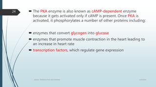  The PKA enzyme is also known as cAMP-dependent enzyme
because it gets activated only if cAMP is present. Once PKA is
activated, it phosphorylates a number of other proteins including:
 enzymes that convert glycogen into glucose
 enzymes that promote muscle contraction in the heart leading to
an increase in heart rate
 transcription factors, which regulate gene expression
1/19/2016SIGNAL TRANSDUCTION MECHANISMS
24
 