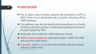  DEACTIVATION
 The Gs alpha subunit slowly catalyzes the hydrolysis of GTP to
GDP, which in turn deactivates the Gs protein, shutting off the
cAMP pathway.
 The pathway may also be deactivated downstream by directly
inhibiting adenylyl cyclase or dephosphorylating the proteins
phosphorylated by PKA.
 Molecules that inhibit the cAMP pathway include:
 cAMP phosphodiesterase dephosphorylates cAMP into AMP,
reducing the cAMP levels
 Gi protein, which is a G protein that inhibits adenylyl cyclase,
reducing cAMP levels.
1/19/2016SIGNAL TRANSDUCTION MECHANISMS
26
 