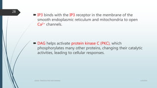 1/19/2016SIGNAL TRANSDUCTION MECHANISMS
28
 IP3 binds with the IP3 receptor in the membrane of the
smooth endoplasmic reticulum and mitochondria to open
Ca2+ channels.
 DAG helps activate protein kinase C (PKC), which
phosphorylates many other proteins, changing their catalytic
activities, leading to cellular responses.
 