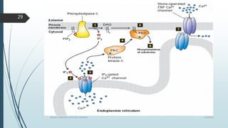 1/19/2016SIGNAL TRANSDUCTION MECHANISMS
29
 