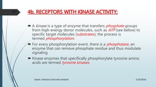 4b. RECEPTORS WITH KINASE ACTIVITY;
 A kinase is a type of enzyme that transfers phosphate groups
from high-energy donor molecules, such as ATP (see below) to
specific target molecules (substrates); the process is
termed phosphorylation.
 For every phosphorylation event, there is a phosphatase, an
enzyme that can remove phosphate residue and thus modulate
signaling
 Kinase enzymes that specifically phosphorylate tyrosine amino
acids are termed tyrosine kinases.
1/19/2016SIGNAL TRANSDUCTION MECHANISMS
35
 