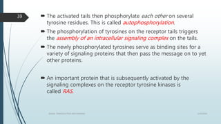  The activated tails then phosphorylate each other on several
tyrosine residues. This is called autophosphorylation.
 The phosphorylation of tyrosines on the receptor tails triggers
the assembly of an intracellular signaling complex on the tails.
 The newly phosphorylated tyrosines serve as binding sites for a
variety of signaling proteins that then pass the message on to yet
other proteins.
 An important protein that is subsequently activated by the
signaling complexes on the receptor tyrosine kinases is
called RAS.
1/19/2016SIGNAL TRANSDUCTION MECHANISMS
39
 