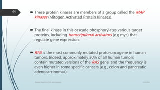  These protein kinases are members of a group called the MAP
kinases (Mitogen Activated Protein Kinases).
 The final kinase in this cascade phosphorylates various target
proteins, including transcriptional activators (e.g.myc) that
regulate gene expression.
 RAS is the most commonly mutated proto-oncogene in human
tumors. Indeed, approximately 30% of all human tumors
contain mutated versions of the RAS gene, and the frequency is
even higher in some specific cancers (e.g., colon and pancreatic
adenocarcinomas).
1/19/2016SIGNAL TRANSDUCTION MECHANISMS
44
 