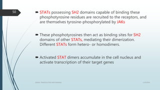  STATs possessing SH2 domains capable of binding these
phosphotyrosine residues are recruited to the receptors, and
are themselves tyrosine-phosphorylated by JAKs
 These phosphotyrosines then act as binding sites for SH2
domains of other STATs, mediating their dimerization.
Different STATs form hetero- or homodimers.
 Activated STAT dimers accumulate in the cell nucleus and
activate transcription of their target genes
1/19/2016SIGNAL TRANSDUCTION MECHANISMS
50
 