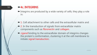 4c. INTEGRINS
 Integrins are produced by a wide variety of cells; they play a role
in:
 1. Cell attachment to other cells and the extracellular matrix and
 2. In the transduction of signals from extracellular matrix
components such as fibronectin and collagen.
 Ligand binding to the extracellular domain of integrins changes
the protein's conformation, clustering it at the cell membrane to
initiate signal transduction.
1/19/2016SIGNAL TRANSDUCTION MECHANISMS
53
 