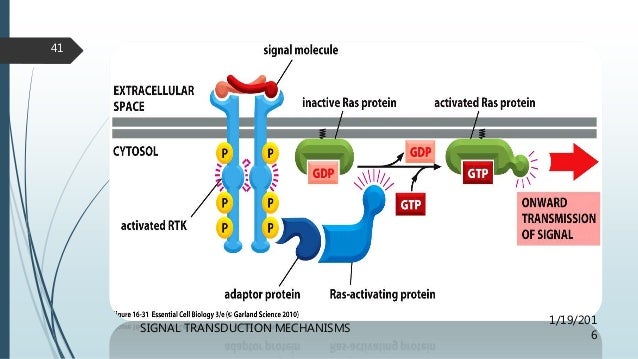 signal transduction pathway