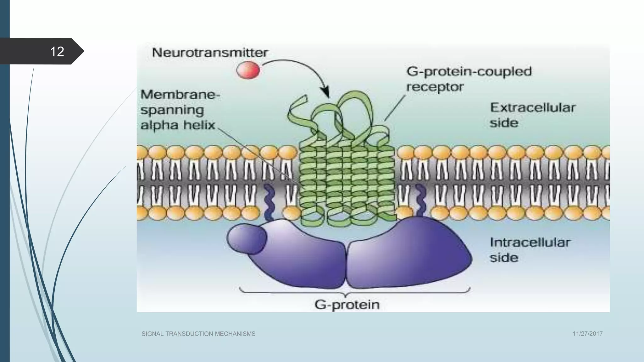 11/27/2017SIGNAL TRANSDUCTION MECHANISMS
12
 