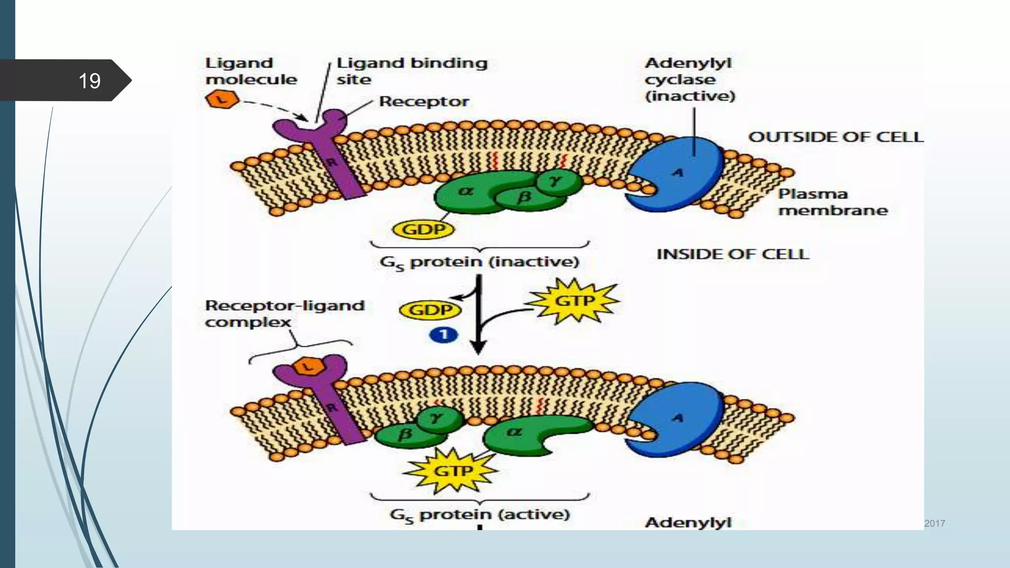 11/27/2017SIGNAL TRANSDUCTION MECHANISMS
19
 