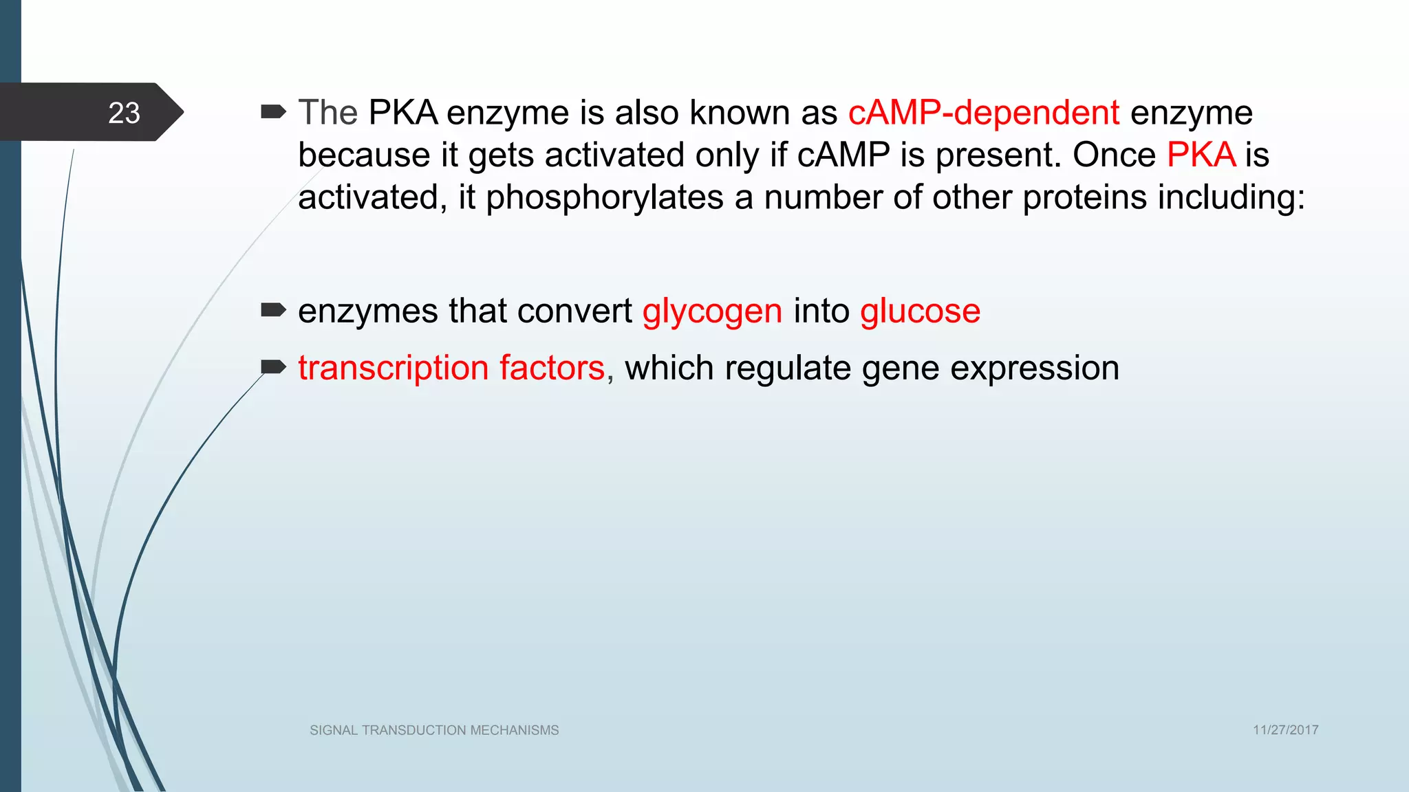  The PKA enzyme is also known as cAMP-dependent enzyme
because it gets activated only if cAMP is present. Once PKA is
activated, it phosphorylates a number of other proteins including:
 enzymes that convert glycogen into glucose
 transcription factors, which regulate gene expression
11/27/2017SIGNAL TRANSDUCTION MECHANISMS
23
 