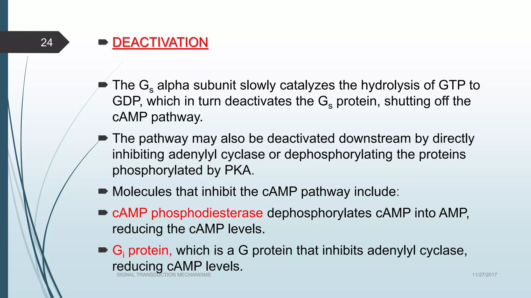  DEACTIVATION
 The Gs alpha subunit slowly catalyzes the hydrolysis of GTP to
GDP, which in turn deactivates the Gs protein, shutting off the
cAMP pathway.
 The pathway may also be deactivated downstream by directly
inhibiting adenylyl cyclase or dephosphorylating the proteins
phosphorylated by PKA.
 Molecules that inhibit the cAMP pathway include:
 cAMP phosphodiesterase dephosphorylates cAMP into AMP,
reducing the cAMP levels.
 Gi protein, which is a G protein that inhibits adenylyl cyclase,
reducing cAMP levels. 11/27/2017SIGNAL TRANSDUCTION MECHANISMS
24
 