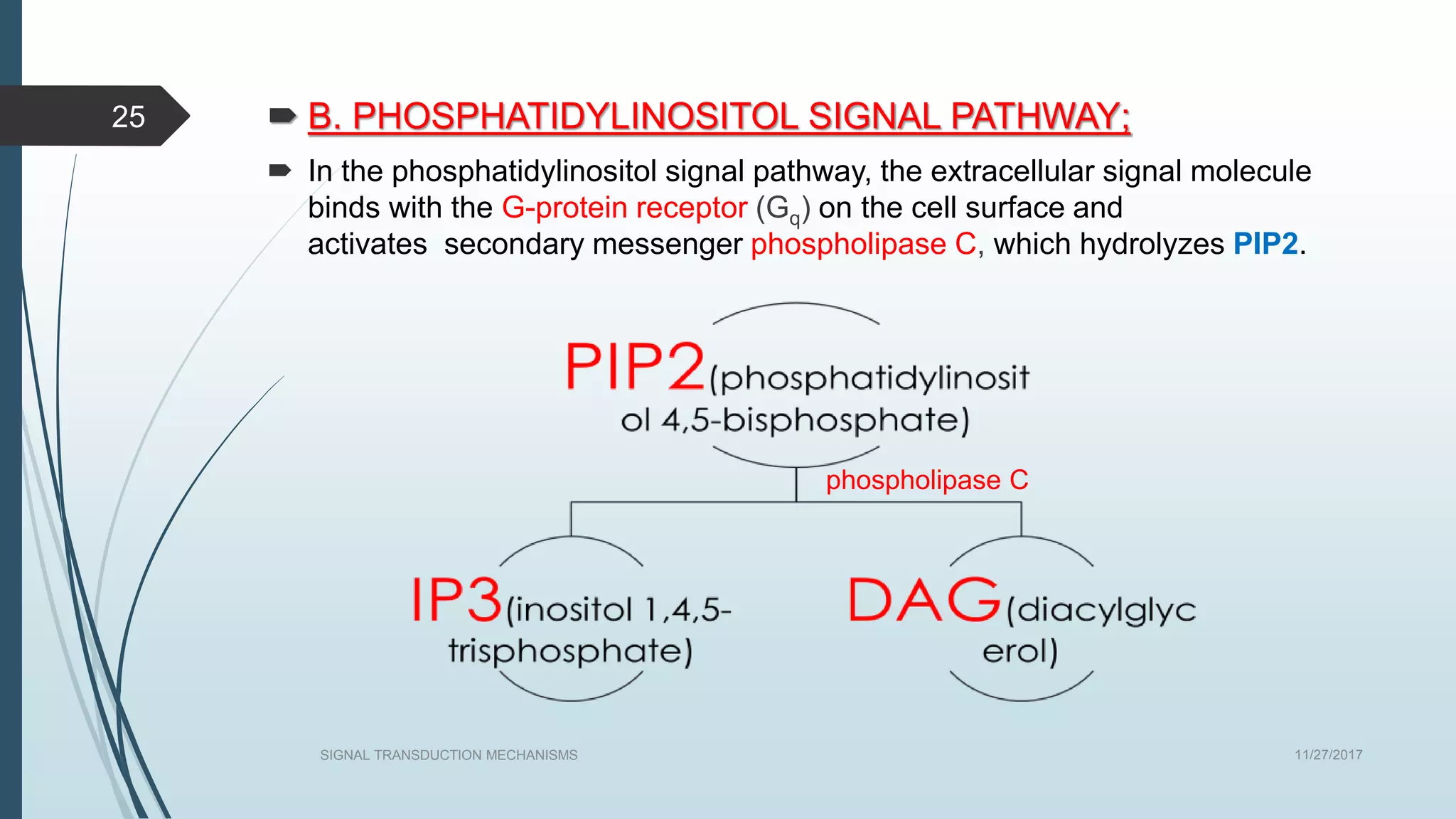  B. PHOSPHATIDYLINOSITOL SIGNAL PATHWAY;
 In the phosphatidylinositol signal pathway, the extracellular signal molecule
binds with the G-protein receptor (Gq) on the cell surface and
activates secondary messenger phospholipase C, which hydrolyzes PIP2.
11/27/2017SIGNAL TRANSDUCTION MECHANISMS
25
phospholipase C
 