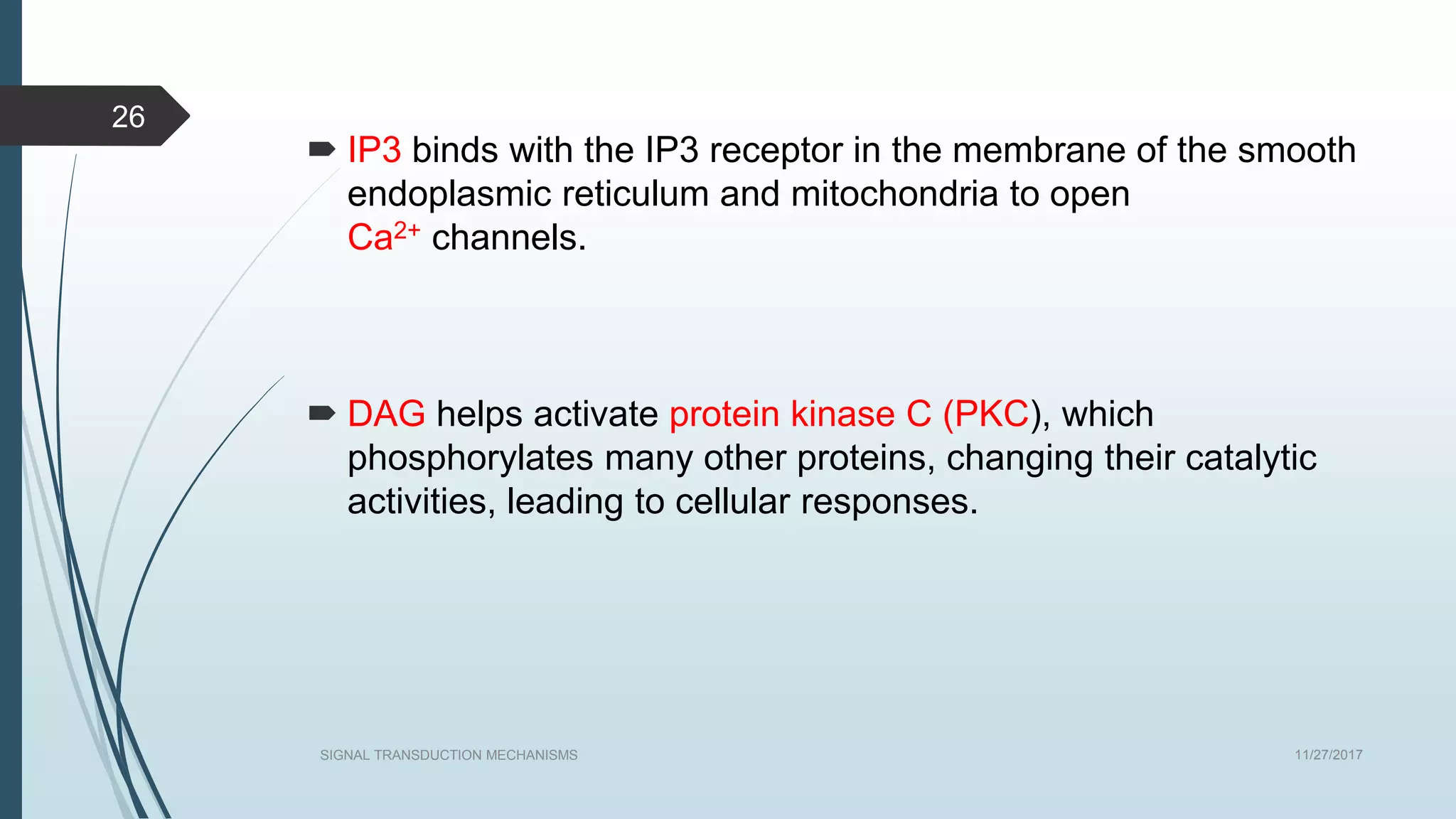 11/27/2017SIGNAL TRANSDUCTION MECHANISMS
26
 IP3 binds with the IP3 receptor in the membrane of the smooth
endoplasmic reticulum and mitochondria to open
Ca2+ channels.
 DAG helps activate protein kinase C (PKC), which
phosphorylates many other proteins, changing their catalytic
activities, leading to cellular responses.
 