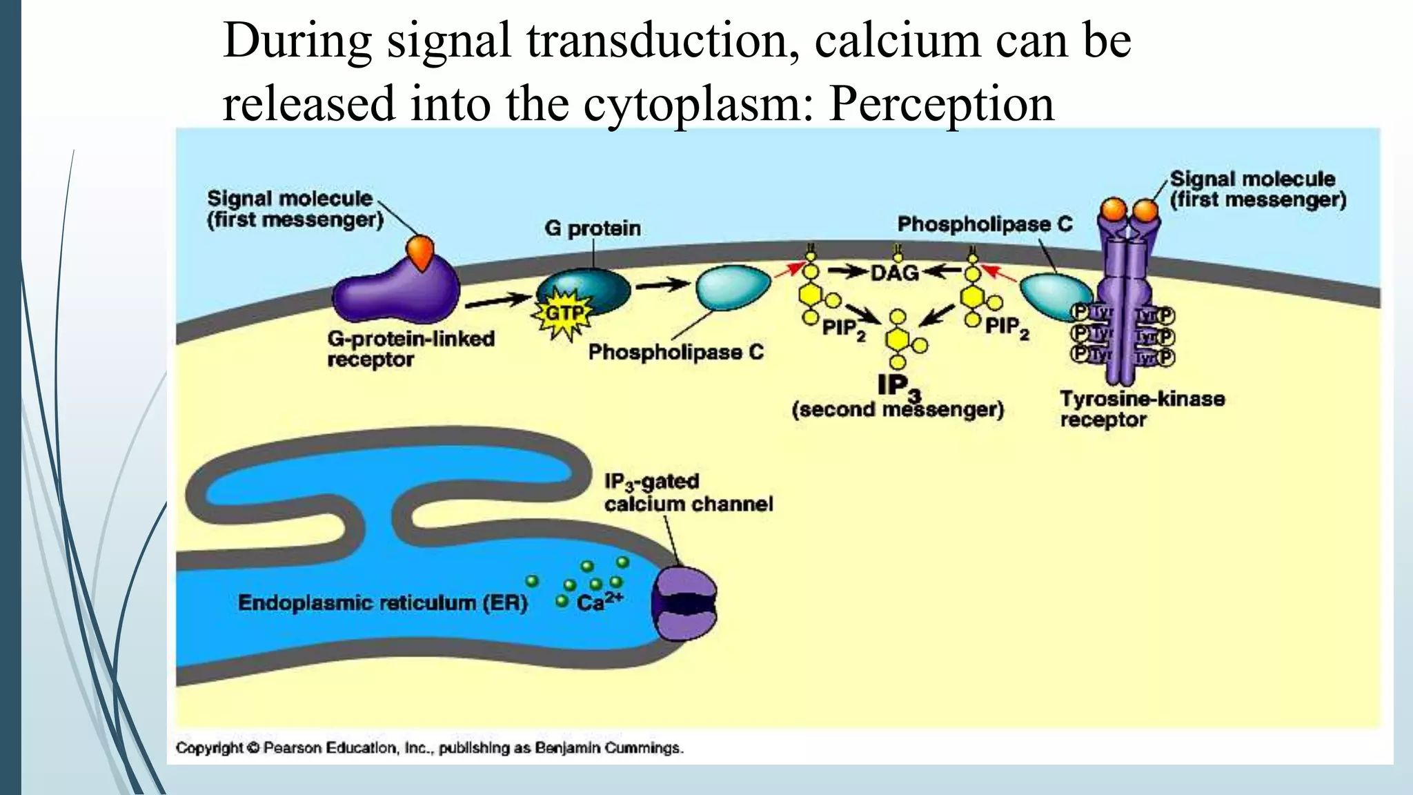 During signal transduction, calcium can be
released into the cytoplasm: Perception
 