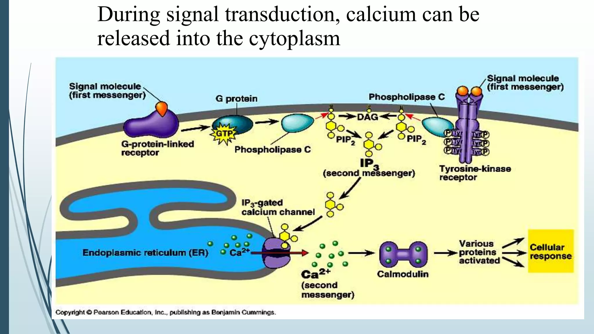 During signal transduction, calcium can be
released into the cytoplasm
 