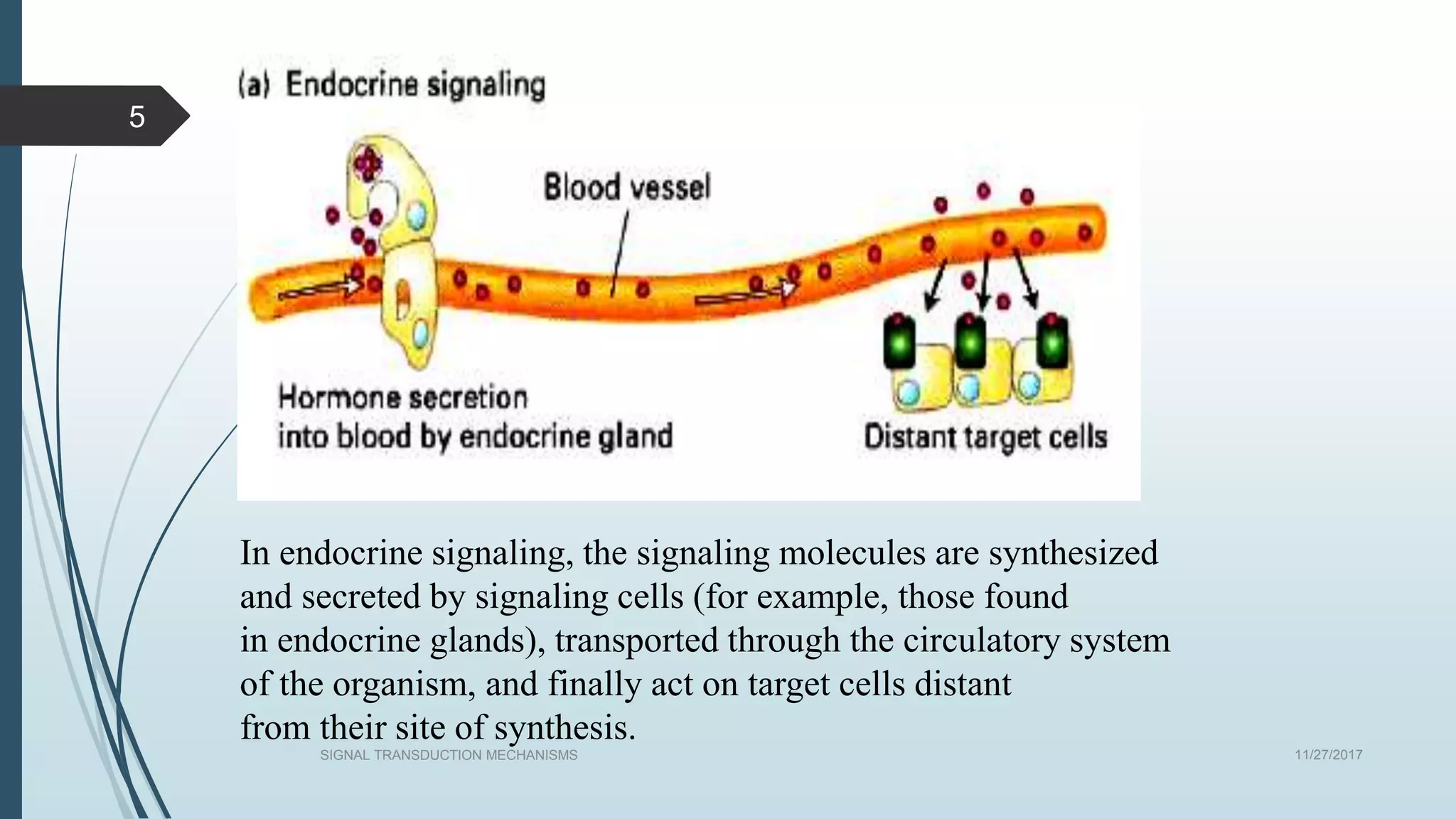 11/27/2017SIGNAL TRANSDUCTION MECHANISMS
5
In endocrine signaling, the signaling molecules are synthesized
and secreted by signaling cells (for example, those found
in endocrine glands), transported through the circulatory system
of the organism, and finally act on target cells distant
from their site of synthesis.
 