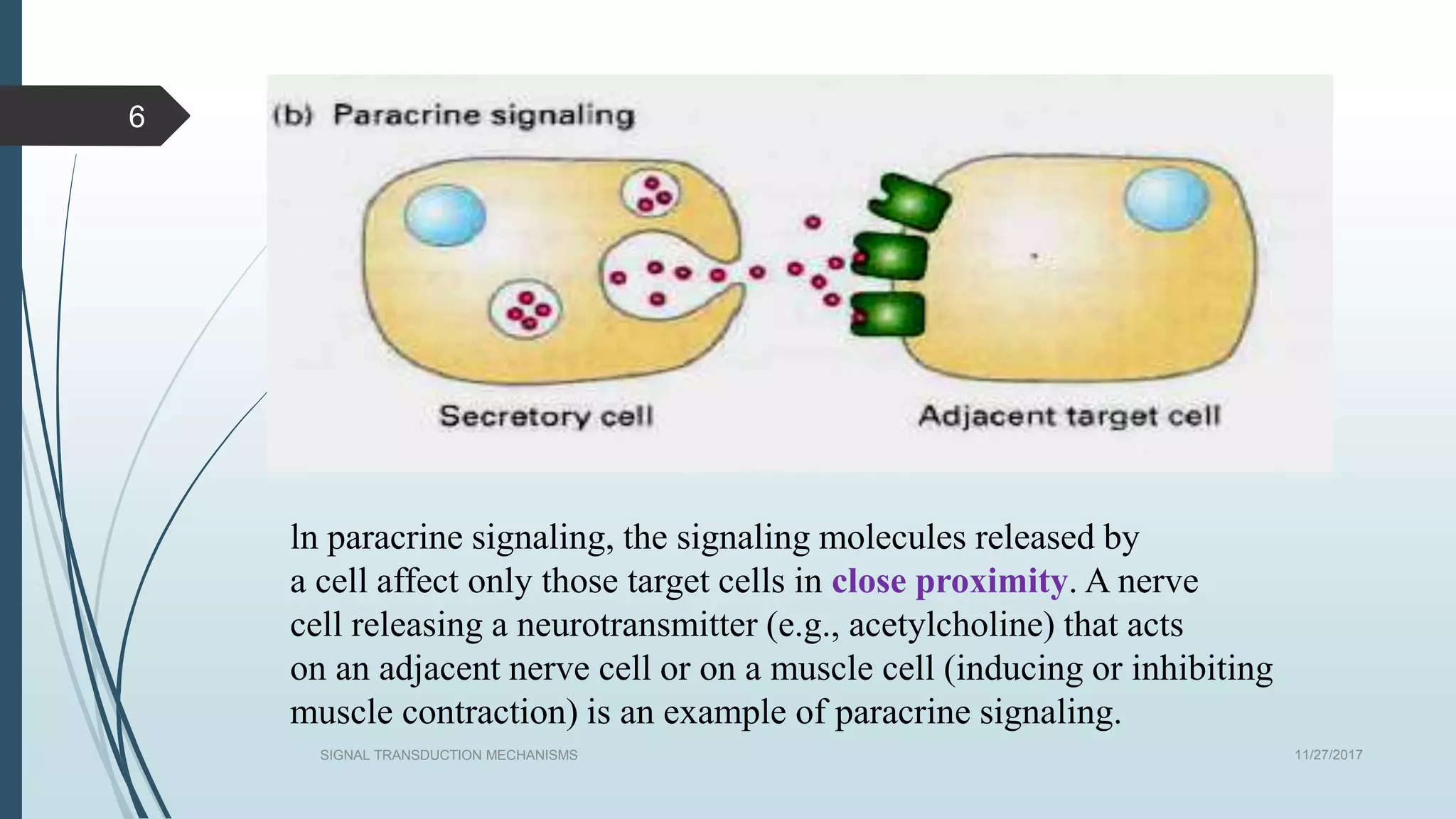 11/27/2017SIGNAL TRANSDUCTION MECHANISMS
6
ln paracrine signaling, the signaling molecules released by
a cell affect only those target cells in close proximity. A nerve
cell releasing a neurotransmitter (e.g., acetylcholine) that acts
on an adjacent nerve cell or on a muscle cell (inducing or inhibiting
muscle contraction) is an example of paracrine signaling.
 