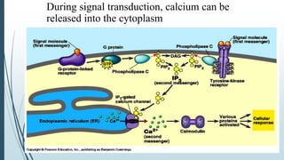 Signal transduction mechanism | PPTX | Endocrine and Metabolic Diseases ...