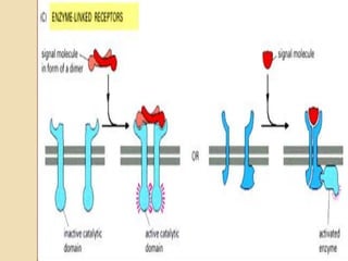 Signals Cd R Translation Signal transduction | PDF