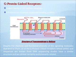 G-Protein-Linked Receptors:- Largest family of cell-surface receptors. G-Proteins are Guanine-nucleotide binding proteins. Structure of Transmembrane  α -Helices Despite the chemical and functional diversity of the signaling molecules that bind to them, all of the G-Protein-Linked receptors whose amino acid sequences are known from DNA sequencing studies have a similar structure and are almost certainly evolutionarily related.  