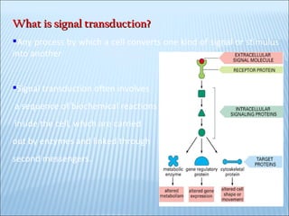 What is signal transduction? Any process by which a cell converts one kind of signal or stimulus into another Signal transduction often involves a sequence of biochemical reactions inside the cell, which are carried  out by enzymes and linked through  second messengers. 
