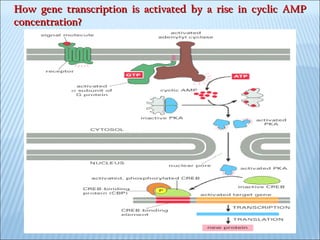 How gene transcription is activated by a rise in cyclic AMP concentration?   