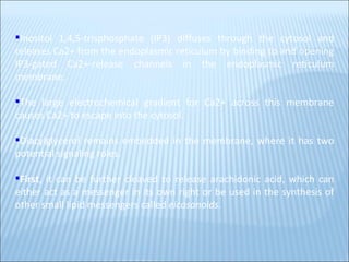 Inositol 1,4,5-trisphosphate (IP3) diffuses through the cytosol and releases Ca2+ from the endoplasmic reticulum by binding to and opening IP3-gated Ca2+-release channels in the endoplasmic reticulum membrane.  The large electrochemical gradient for Ca2+ across this membrane causes Ca2+ to escape into the cytosol. Diacylglycerol remains embedded in the membrane, where it has two potential signaling roles.  First , it can be further cleaved to release arachidonic acid, which can either act as a messenger in its own right or be used in the synthesis of other small lipid messengers called  eicosanoids. 