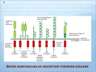 The most structurally simple receptor protein kinases are composed of an agonist-binding domain on the extracellular surface of the plasma membrane, a single membrane-spanning element, and a protein kinase domain on the inner membrane face. Seven subfamilies of receptor tyrosine kinases 