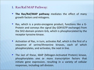 Ras/Raf/MAP Pathway: The Ras/Raf/MAP pathway  mediates the effect of many growth factors and mitogens. Ras, which is a proto-oncogene product, functions like a G-Protein and conveys the signal (by GDP/GTP exchange) from the SH2-domain protein Grb, which is phosphorylated by the receptor tyrosine kinase. Activation of Ras, in turn, activates Raf, which is the first of a sequence of serine/threonine kinases, each of which phosphorylates, and activates, the next in line. The last of these, MAP (Mitogen-Activated Protein) kinase, phosphorylates one or more transcription factors that initiate gene expression, resulting in a variety of cellular responses, including cell division. 