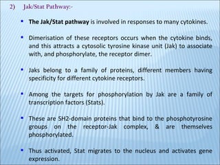 2)  Jak/Stat Pathway:- The Jak/Stat pathway  is involved in responses to many cytokines.  Dimerisation of these receptors occurs when the cytokine binds, and this attracts a cytosolic tyrosine kinase unit (Jak) to associate with, and phosphorylate, the receptor dimer. Jaks belong to a family of proteins, different members having specificity for different cytokine receptors. Among the targets for phosphorylation by Jak are a family of transcription factors (Stats). These are SH2-domain proteins that bind to the phosphotyrosine groups on the receptor-Jak complex, & are themselves phosphorylated. Thus activated, Stat migrates to the nucleus and activates gene expression. 